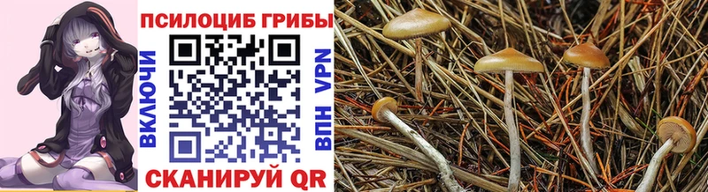 Псилоцибиновые грибы Psilocybine cubensis  Купить где  Невинномысск 